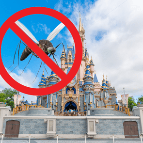 This Is Why You Never See Mosquitos At Disney World