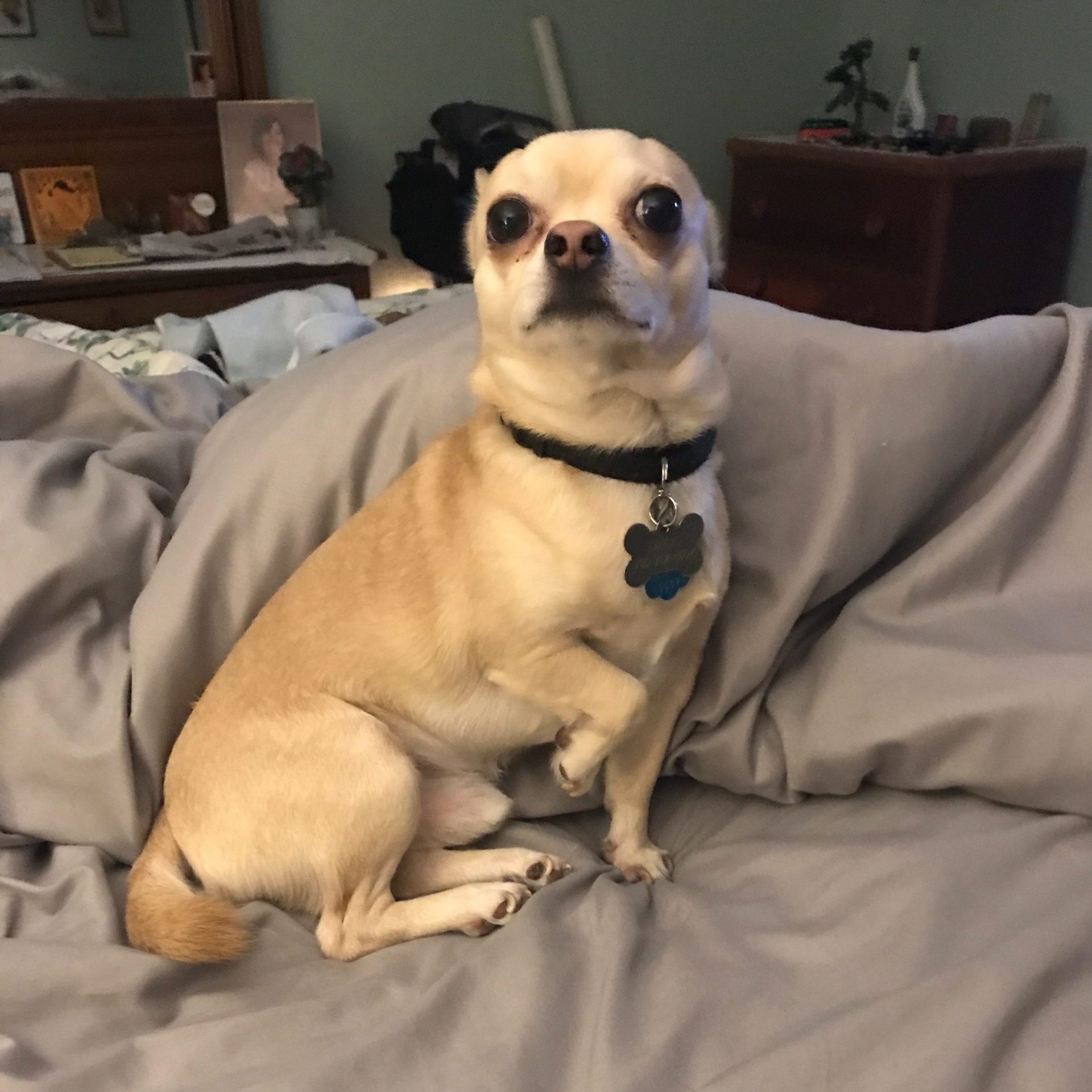 Dog posing on bedspread