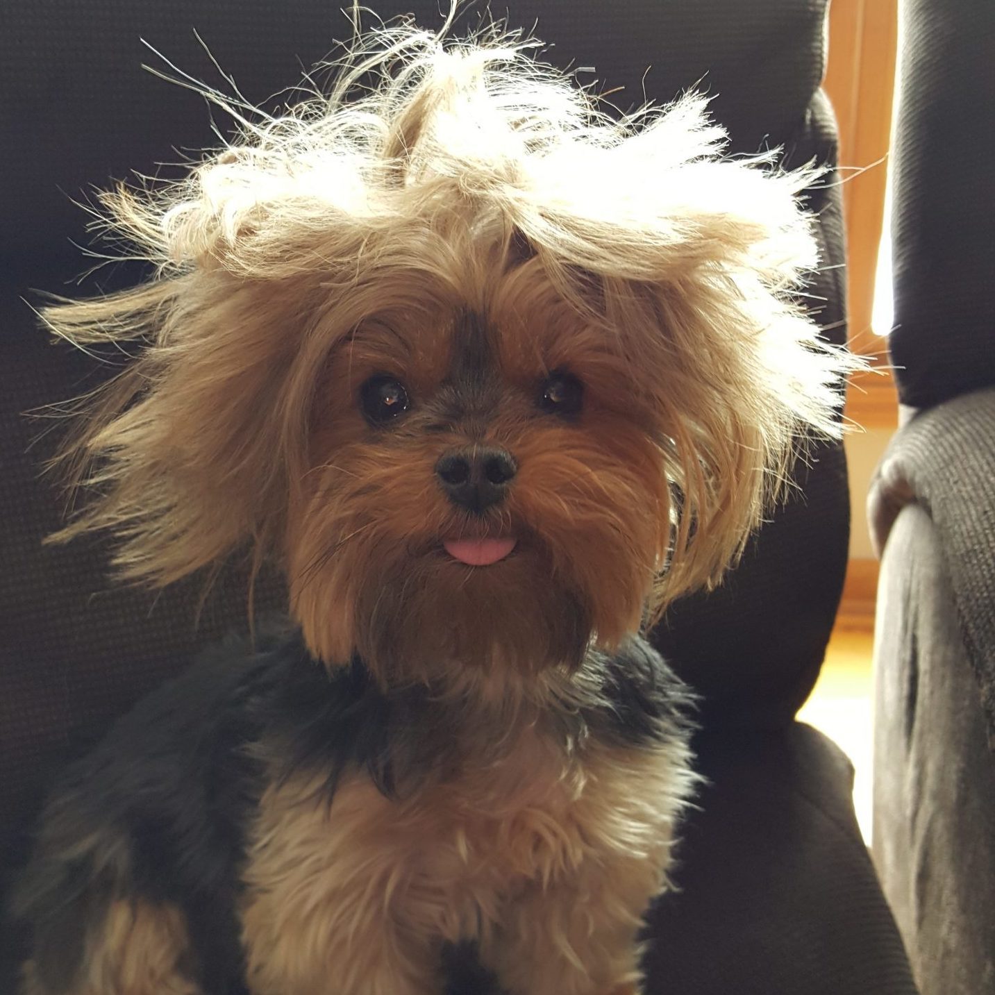 Tiny dog sitting on a black chair