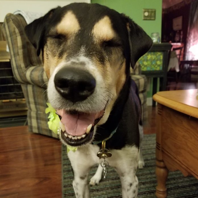 Sleepy looing dog sitting in the living room