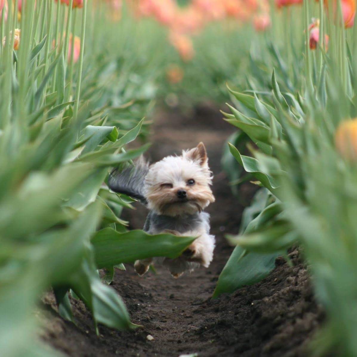 Little dog running through tulip field