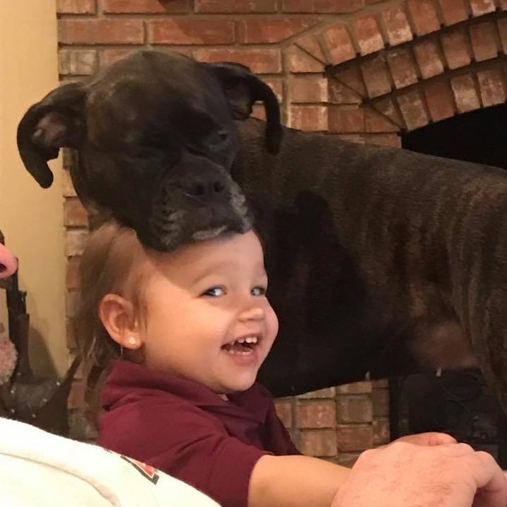 Dog resting head on little girl