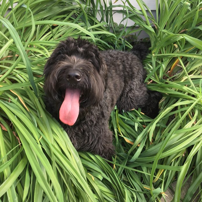 Dog playing in the garden