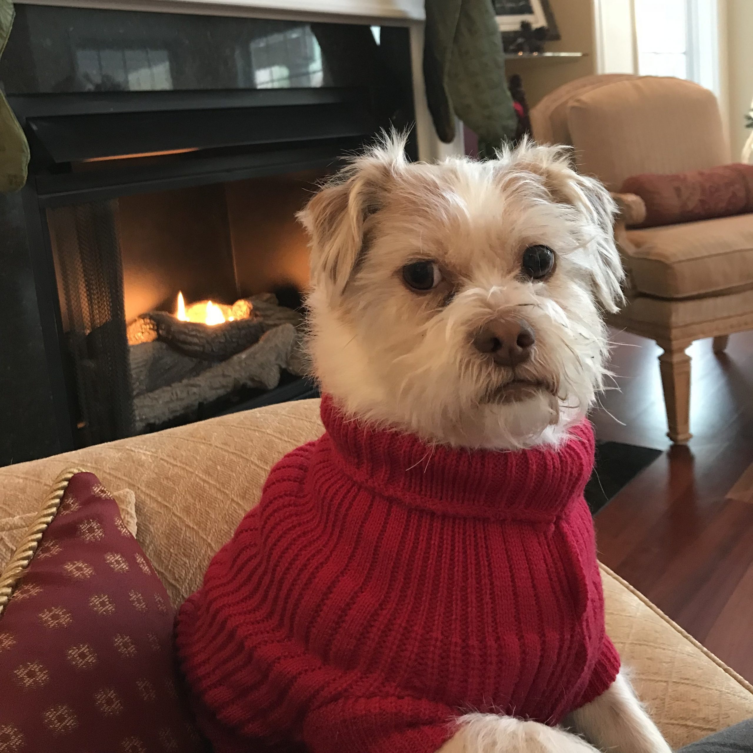Dog in red sweater