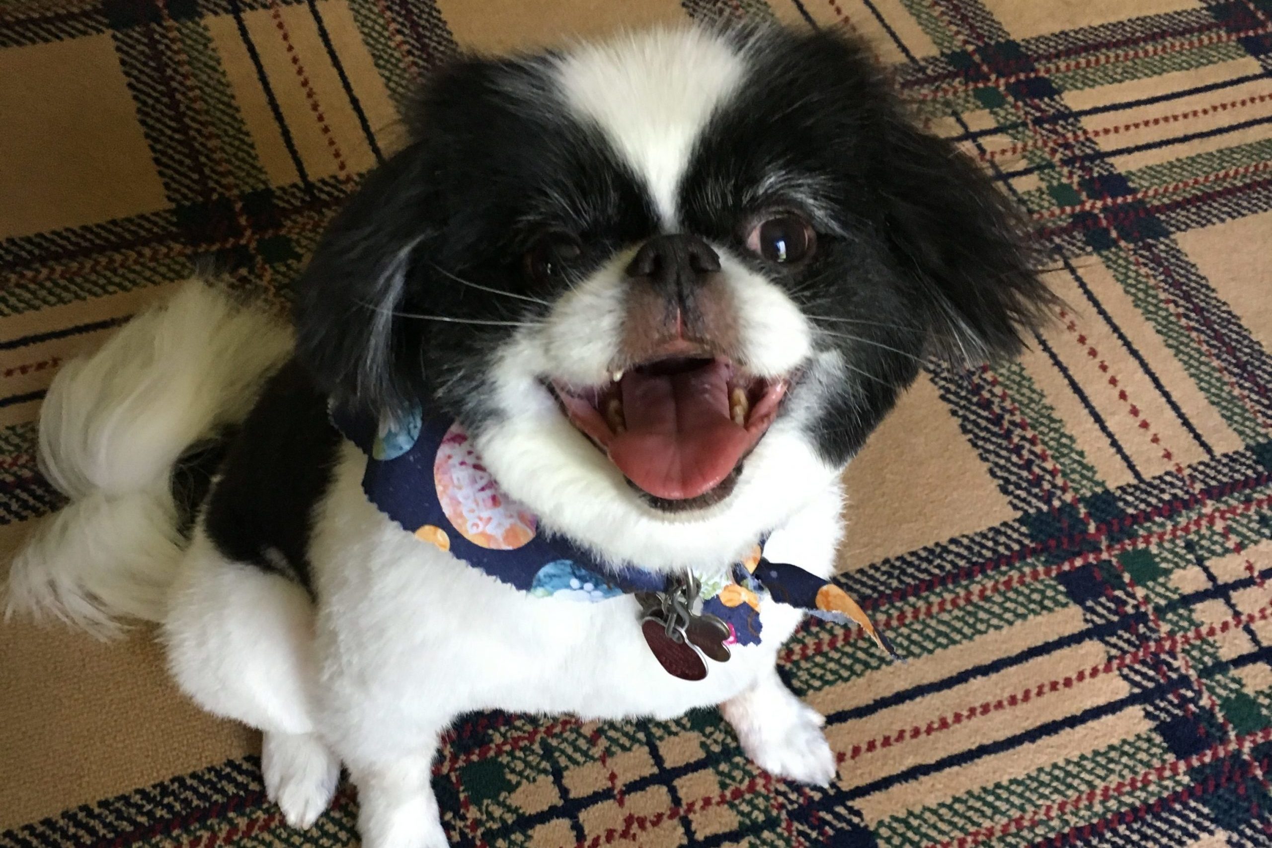 Black and white dog smiling