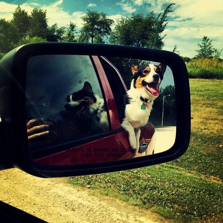 Dog looking out the window