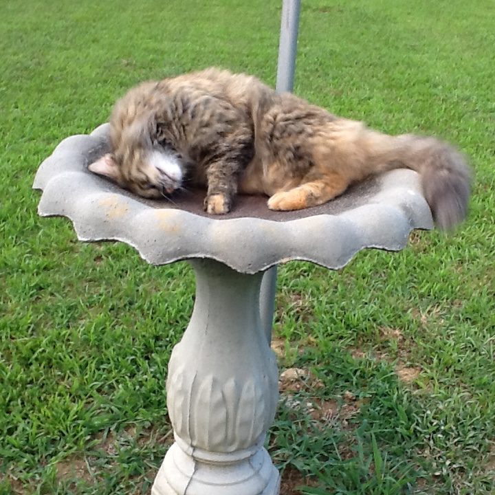 Cat sleeping in an empty birdbath