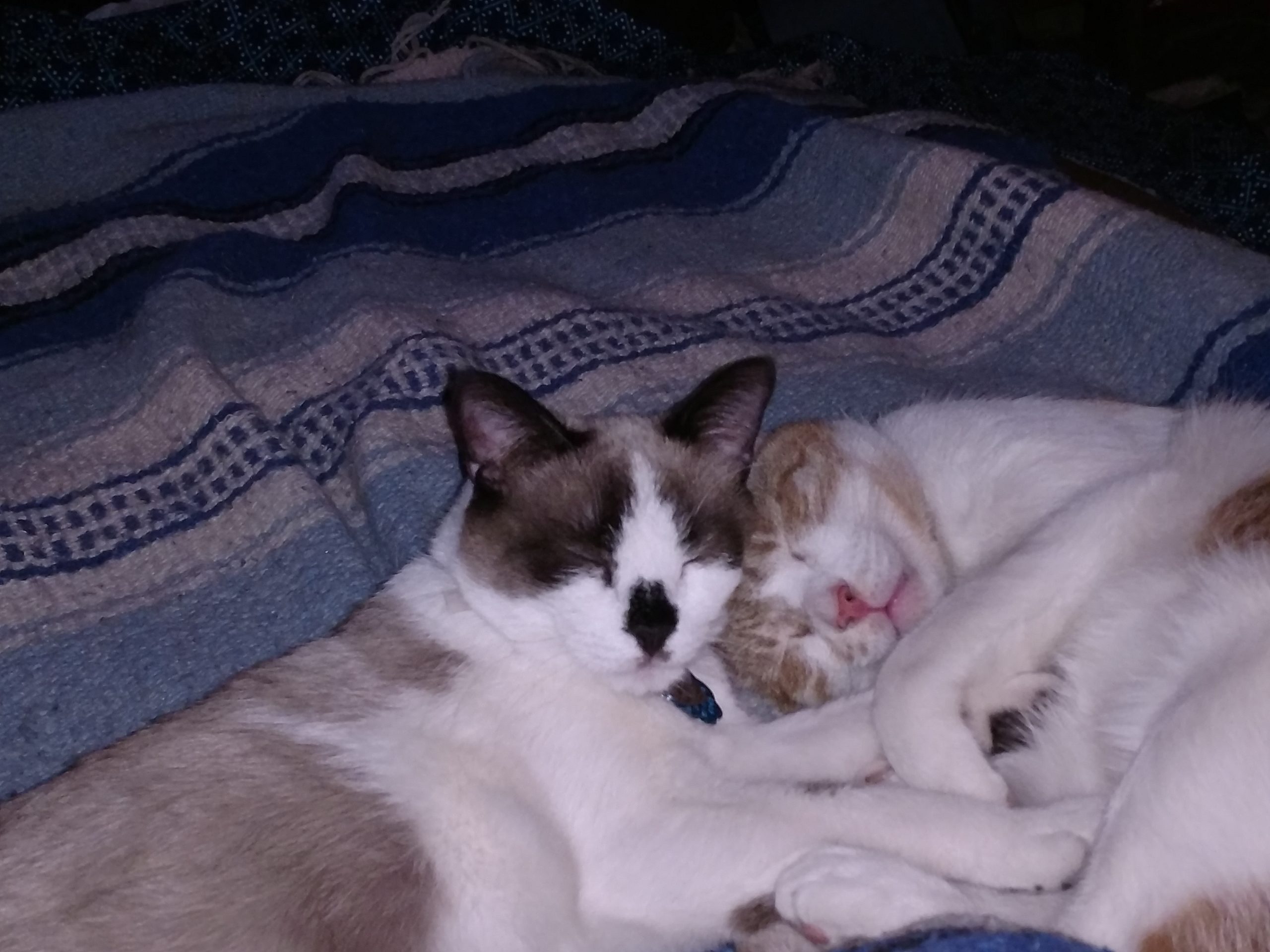 Two cats sleeping on a blue blanket