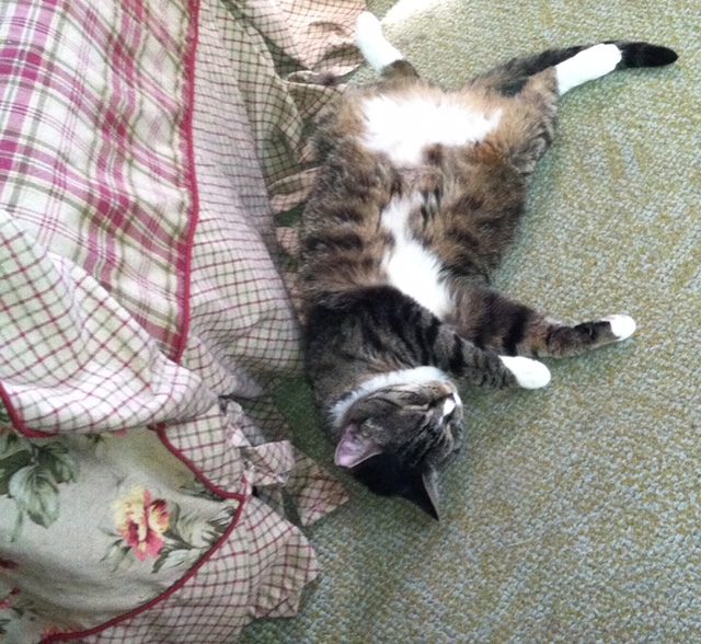 Striped cat sleeping on the floor