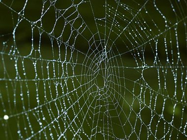 Close-up spider web