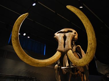 Mammoth bones