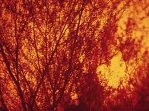 SUN SHINES THROUGH THE TREES ON THE COLORADO RIVER INDIAN RESERVATION