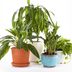 12 Healthy Houseplant Hacks For Those Who Lack a Green Thumb