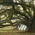 13 Rare Trees That Are National Treasures