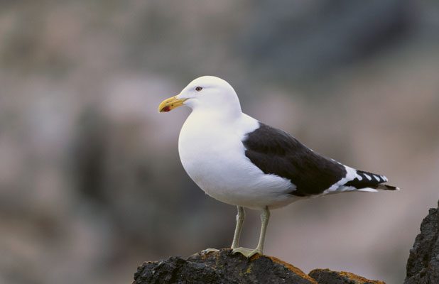 seagull