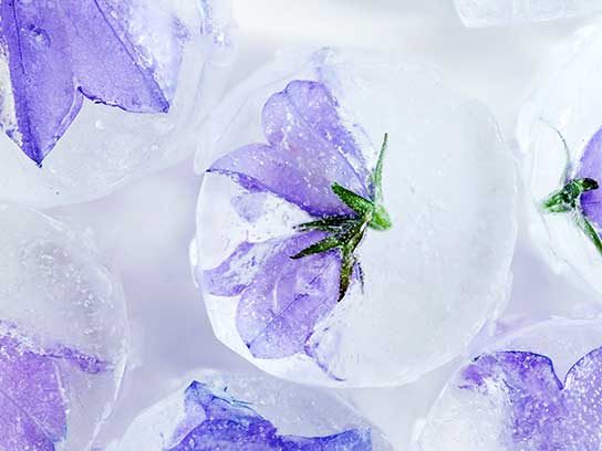 ice cubes floral