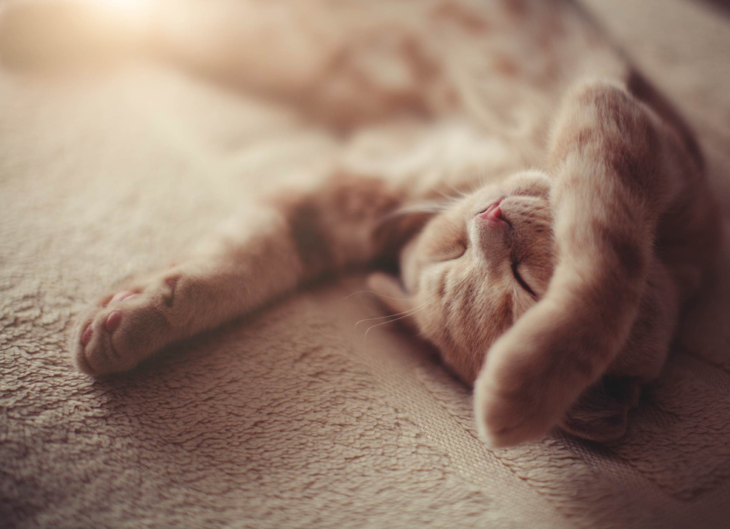 13 things you didnt know about cats dreaming