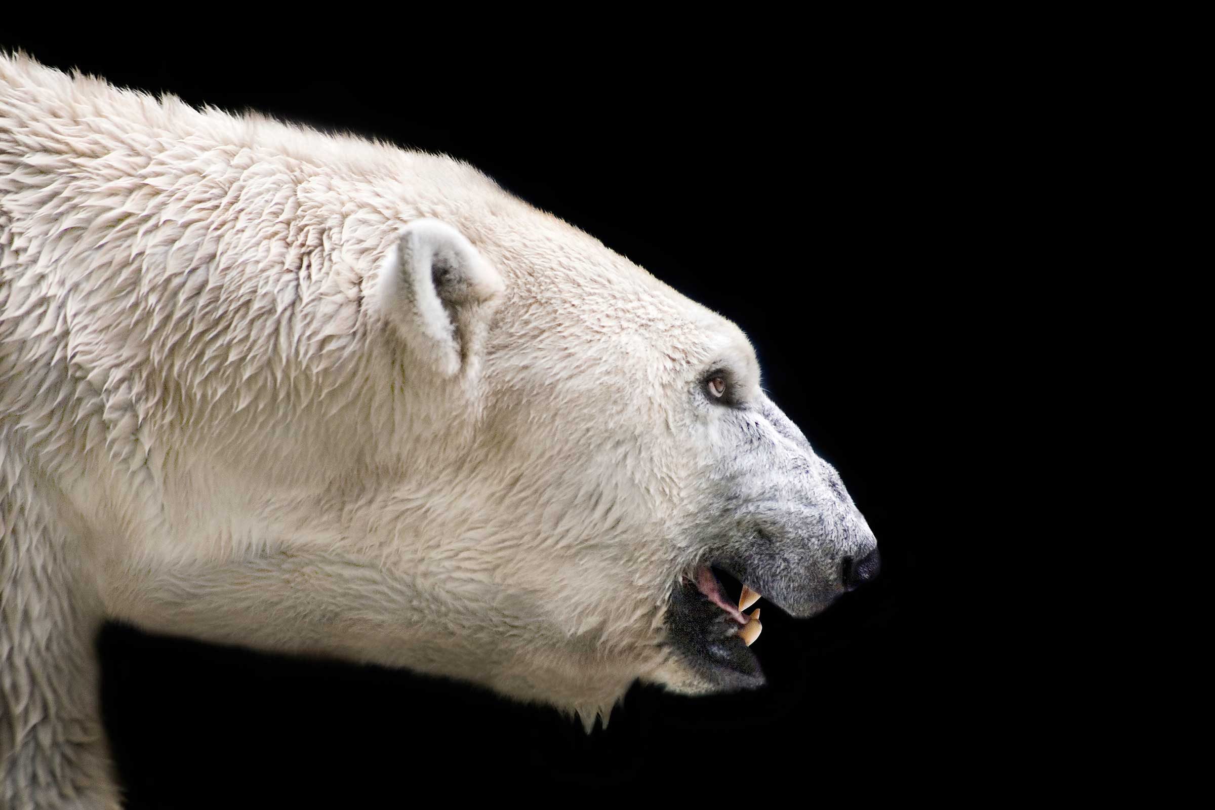 Mauled: One Man’s Harrowing Escape From the Jaws of a Deadly Polar Bear