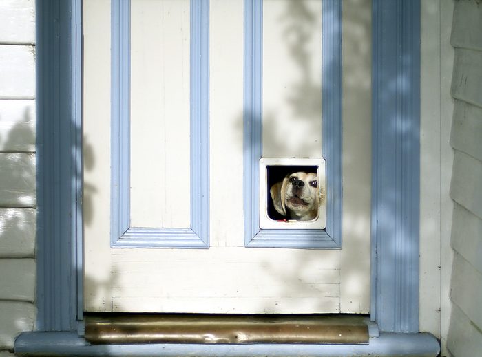Beagle puppy looking through pet flap