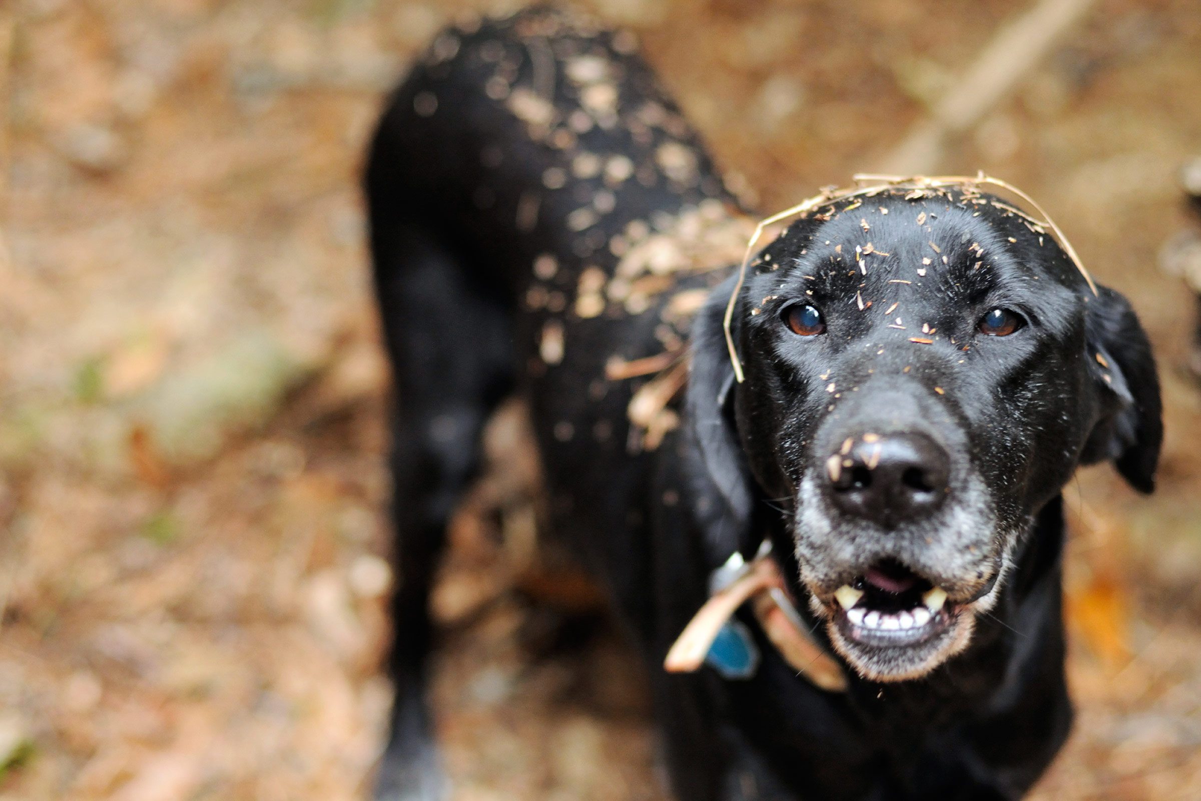 odors never ignore dirty dog