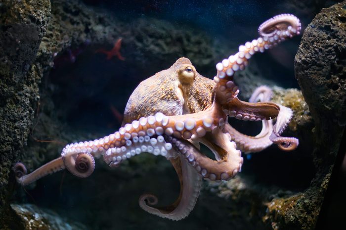 smart animals octopi