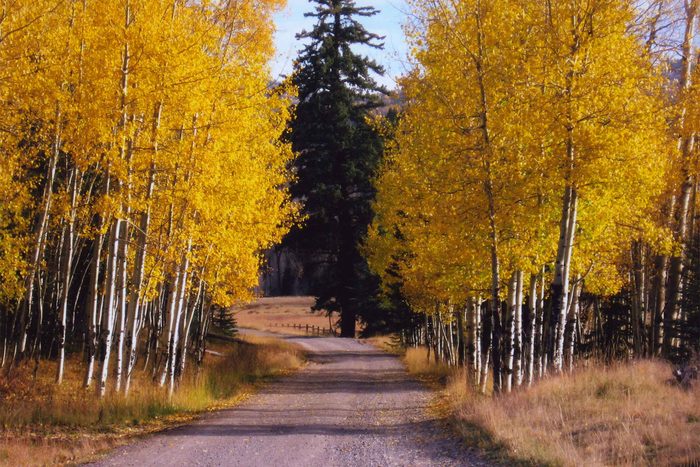 fall-photos-New-Mexico_Phillips