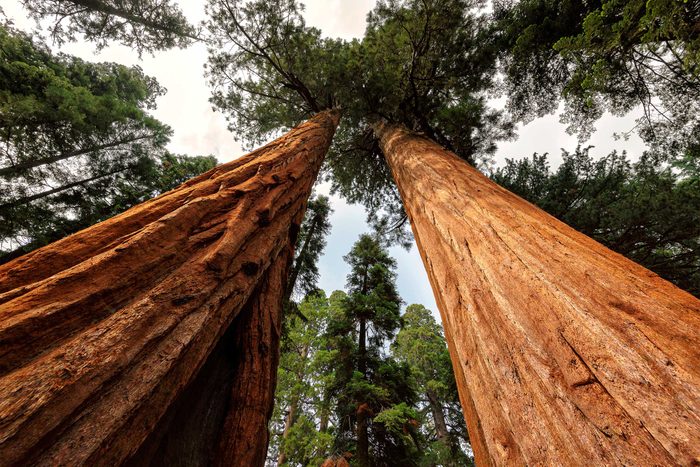 looking up at redwood trees In California