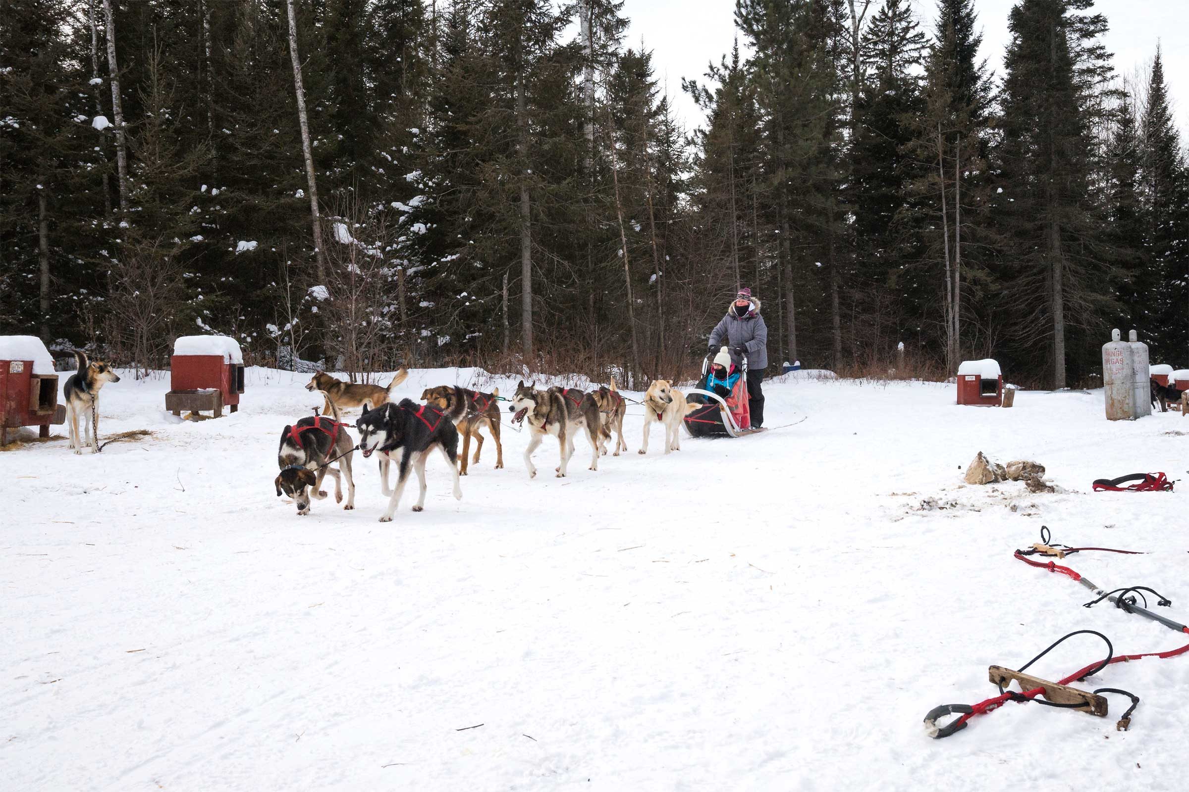 dog sledding through a snowy forest