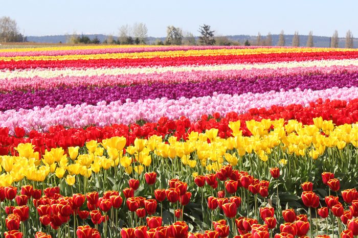 Tulip Fields in the Skagit Valley Washington