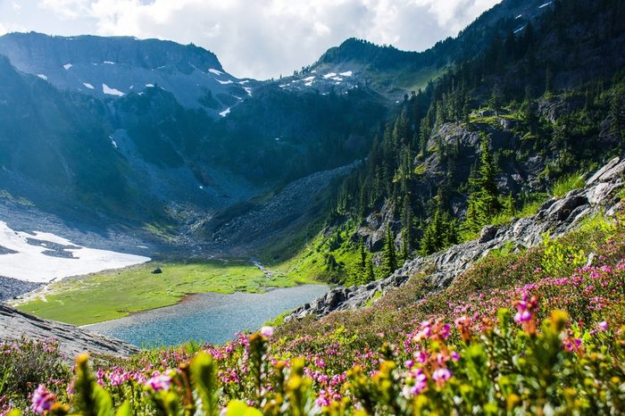 Blue heath or Purple mountain heather (Phyllodoce caerulea) flowers with the mountains and Austin Pass Lake in Heather Meadows North Cascades, WA, USA