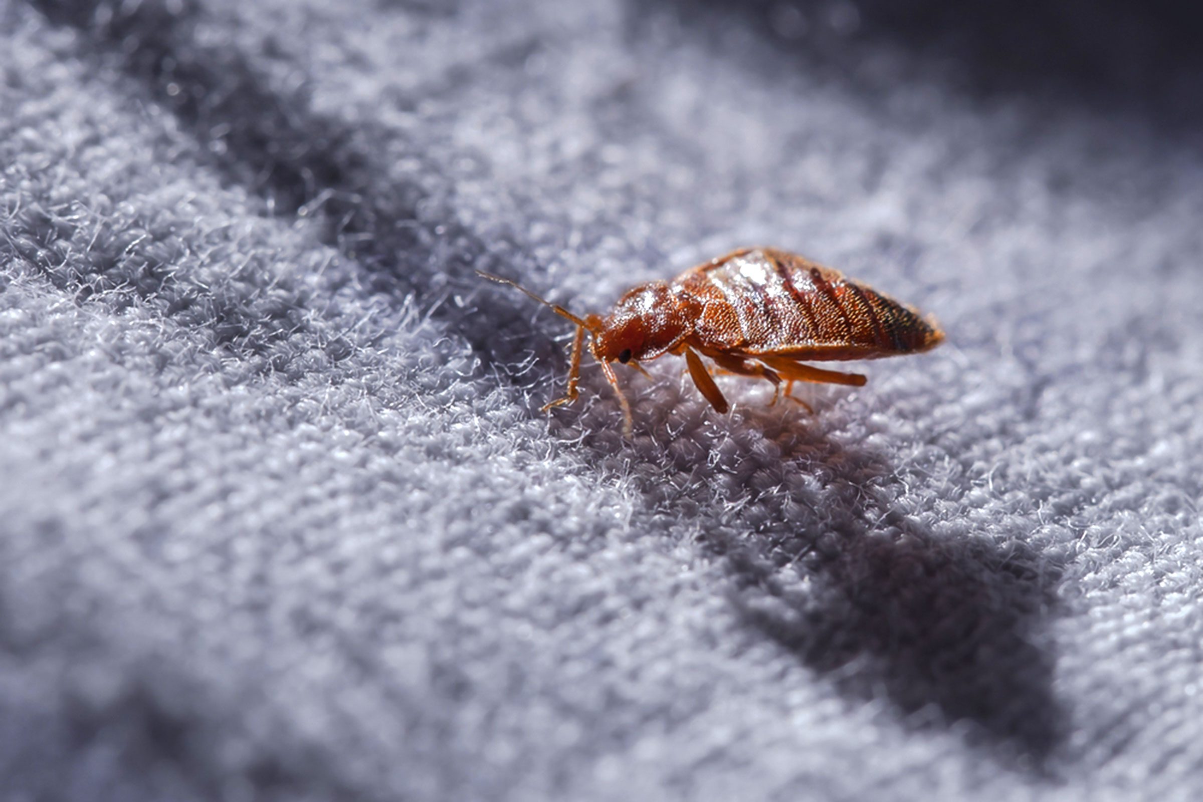 This Is How to Spot Bed Bugs in Your Hotel Room