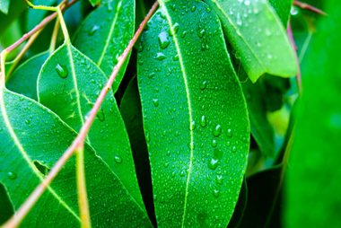 eucalyptus