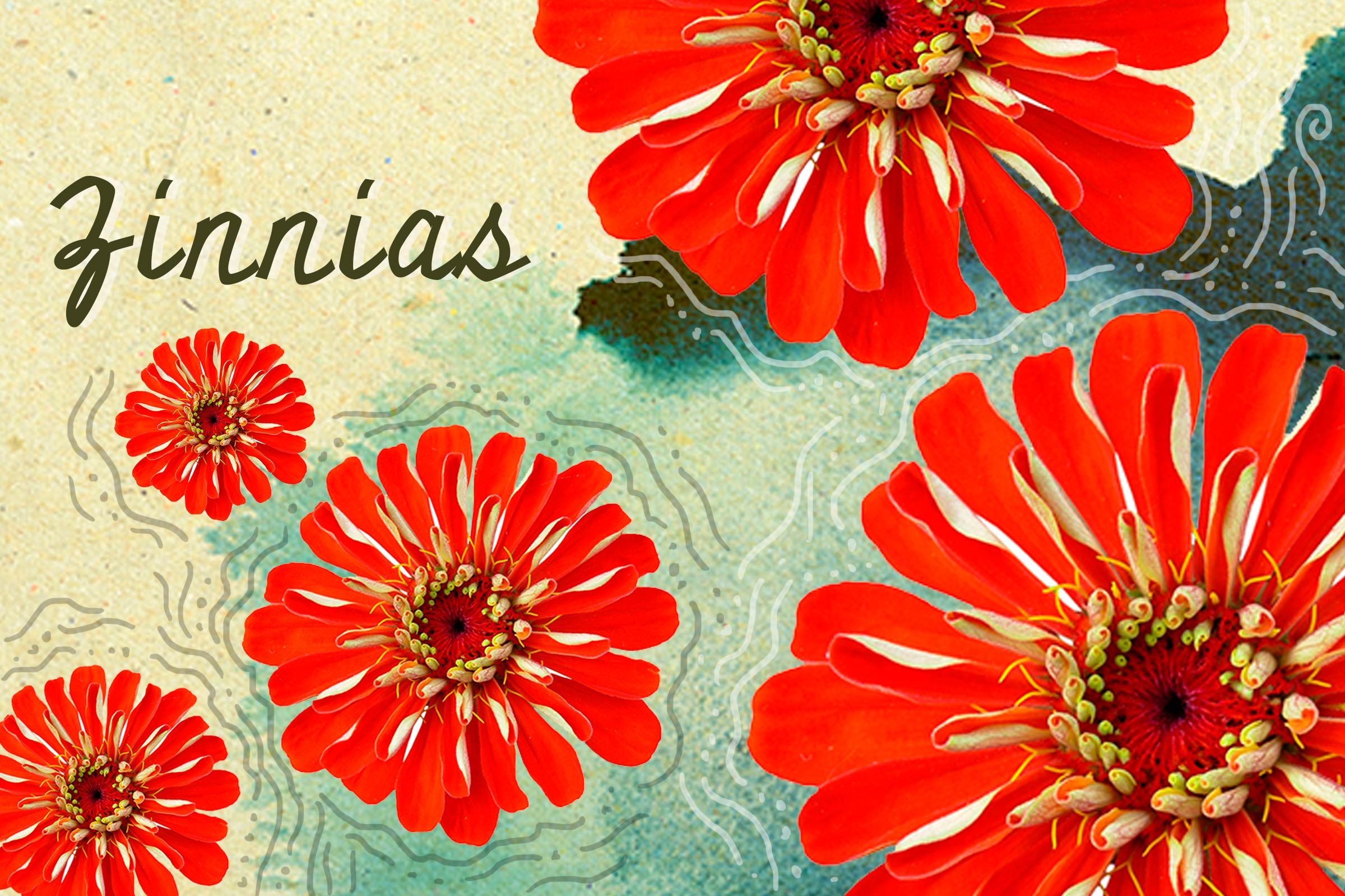 Seeds-to-Plant-in-May-for-Fabulous,-Easy-to-Grow-Flowers-All-Summer-Long