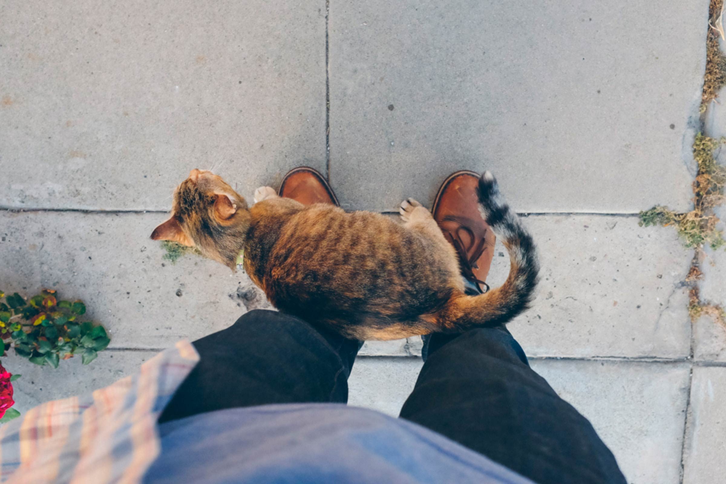 What's-Up-With-That-Weird-Kneading-My-Cat-Does