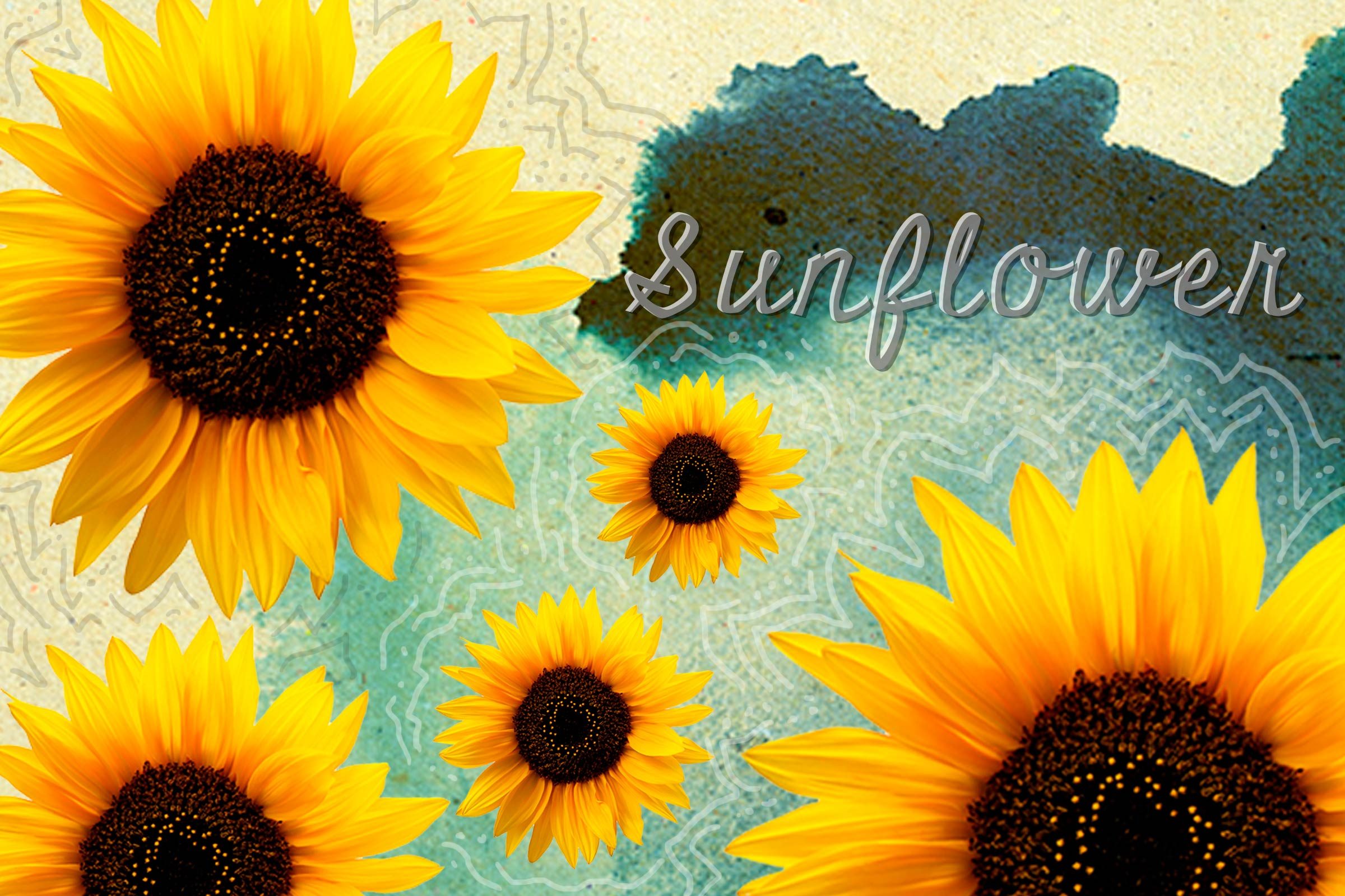 Seeds-to-Plant-in-May-for-Fabulous,-Easy-to-Grow-Flowers-All-Summer-Long