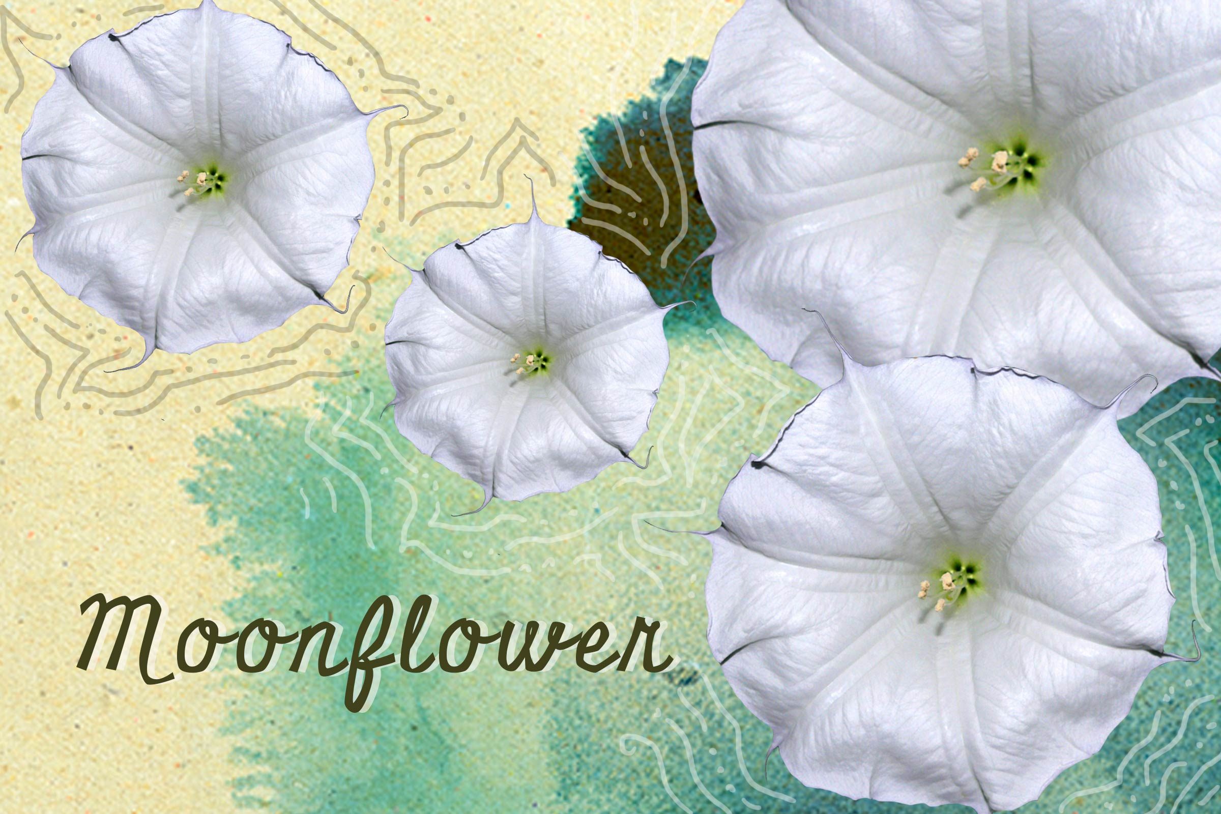 Seeds-to-Plant-in-May-for-Fabulous,-Easy-to-Grow-Flowers-All-Summer-Long