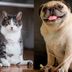 Have an Overweight Pet? These Tips Are Proven to Work!