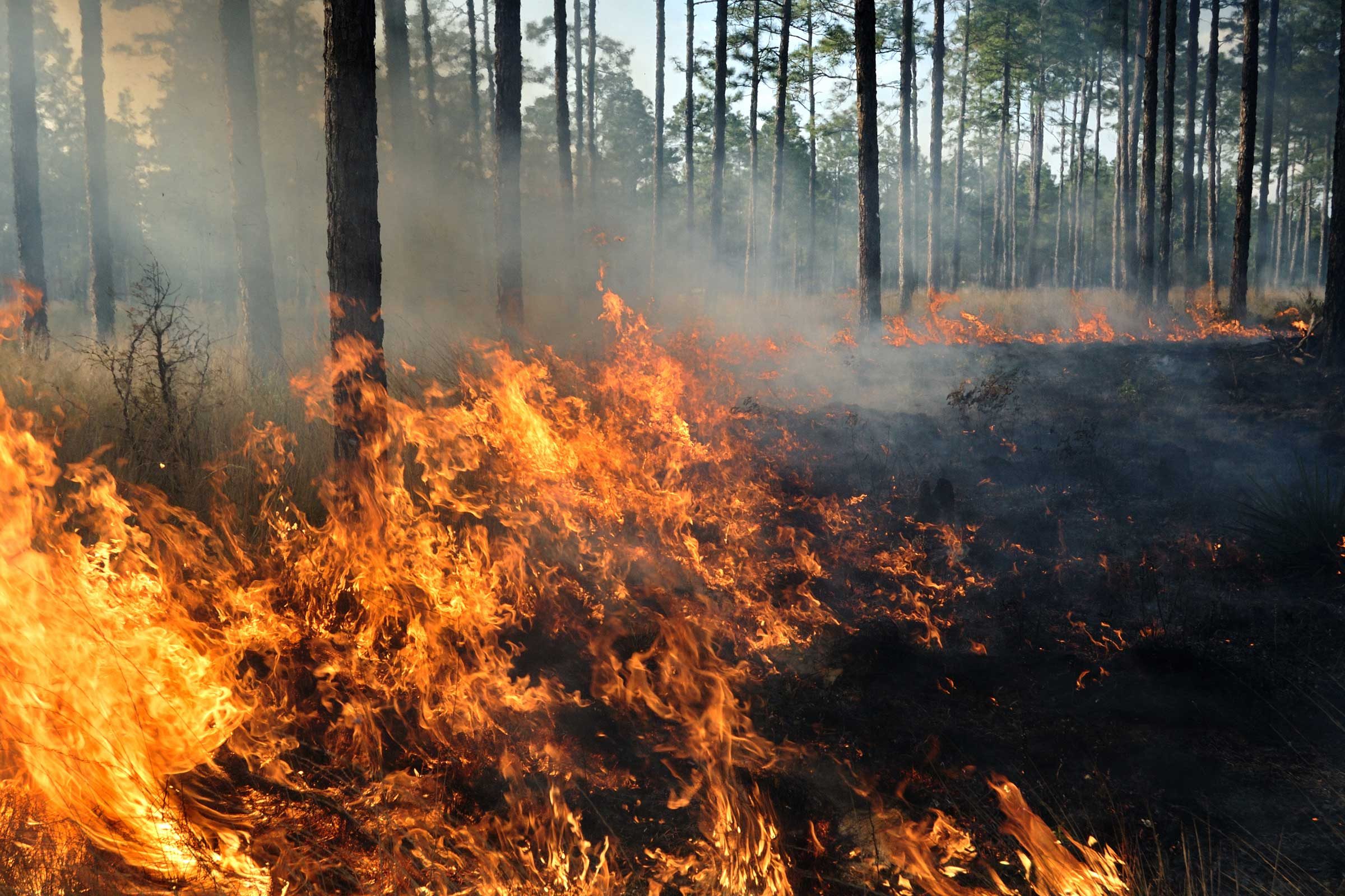 What It Feels Like to Have a Wildfire Burn Over You, Straight from a Firefighter