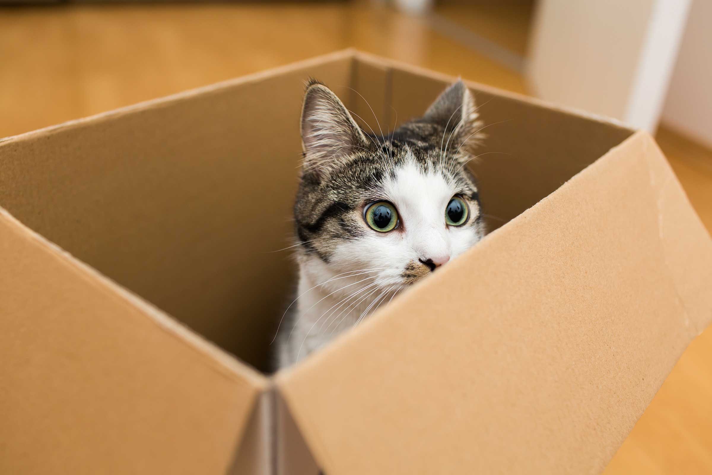 Why Do Cats Love Boxes?