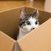 Why Do Cats Love Boxes?