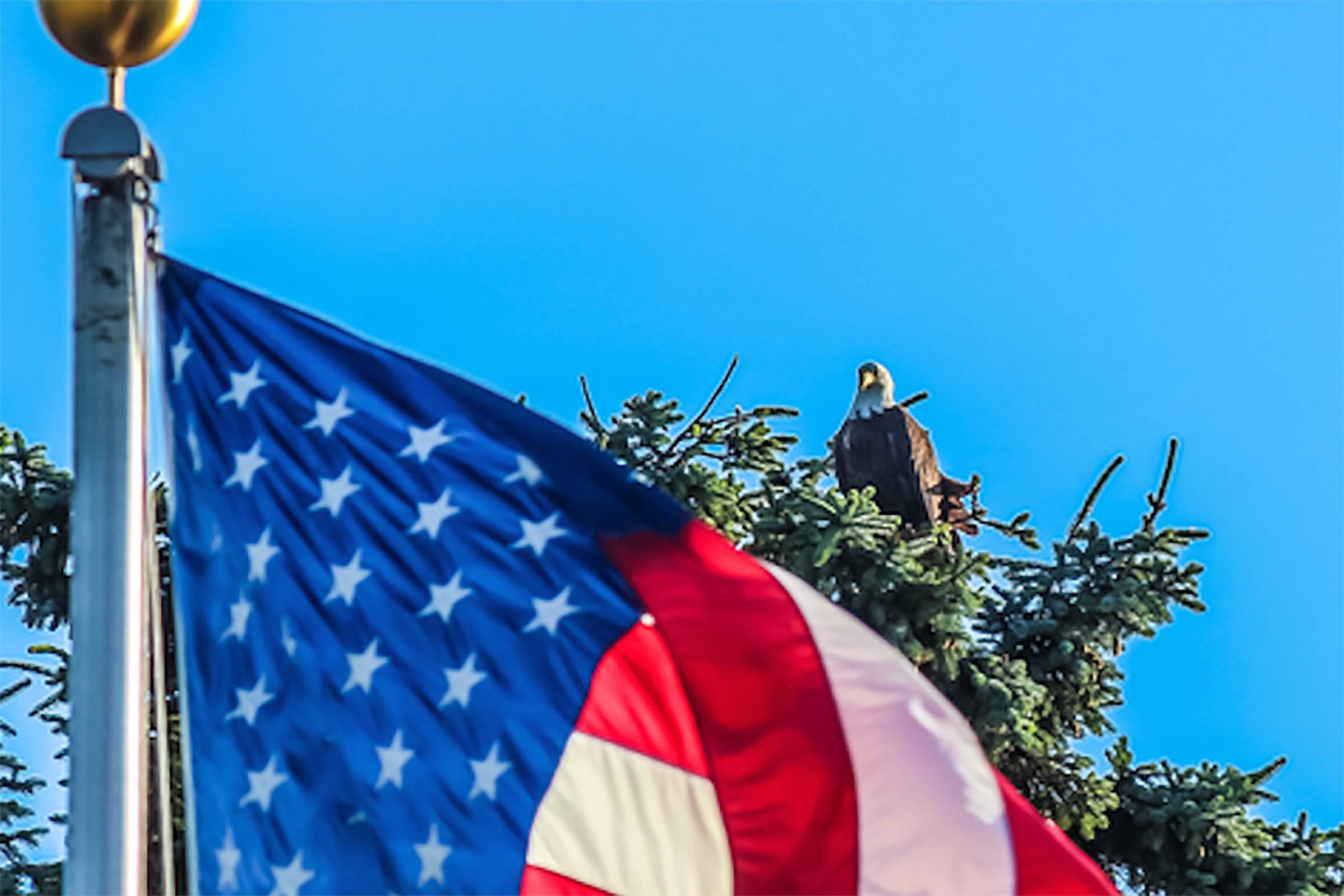 close up on the top of a waving american flag to see a bald eagle sitting at the top of a tree in the background