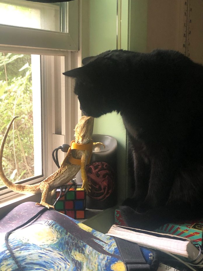 lizard and cat touch noses on a desk near a window