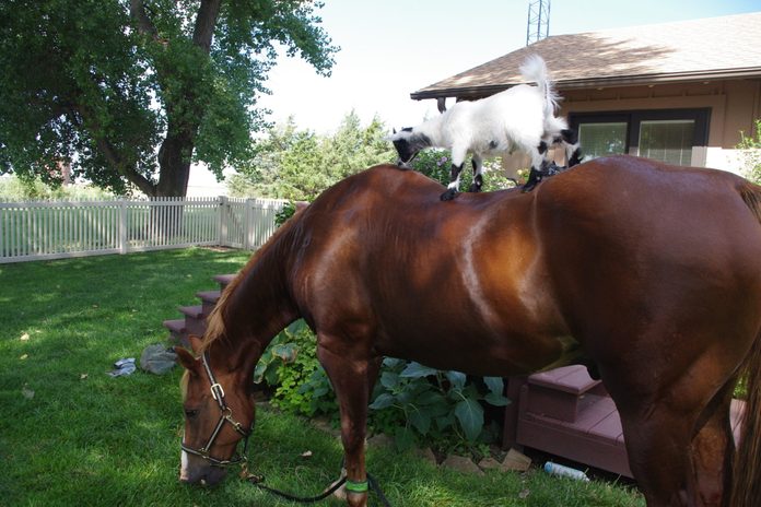 horse with a goat on his back in the backyard