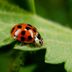 Watch Out: These "Fake" Ladybugs Will Bite You, Poop on You, and Stain Your Clothes