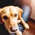 11 Symptoms of Dog Arthritis Every Pet Owner Should Know