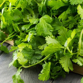 cilantro