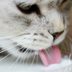 Can Cats Drink Milk?