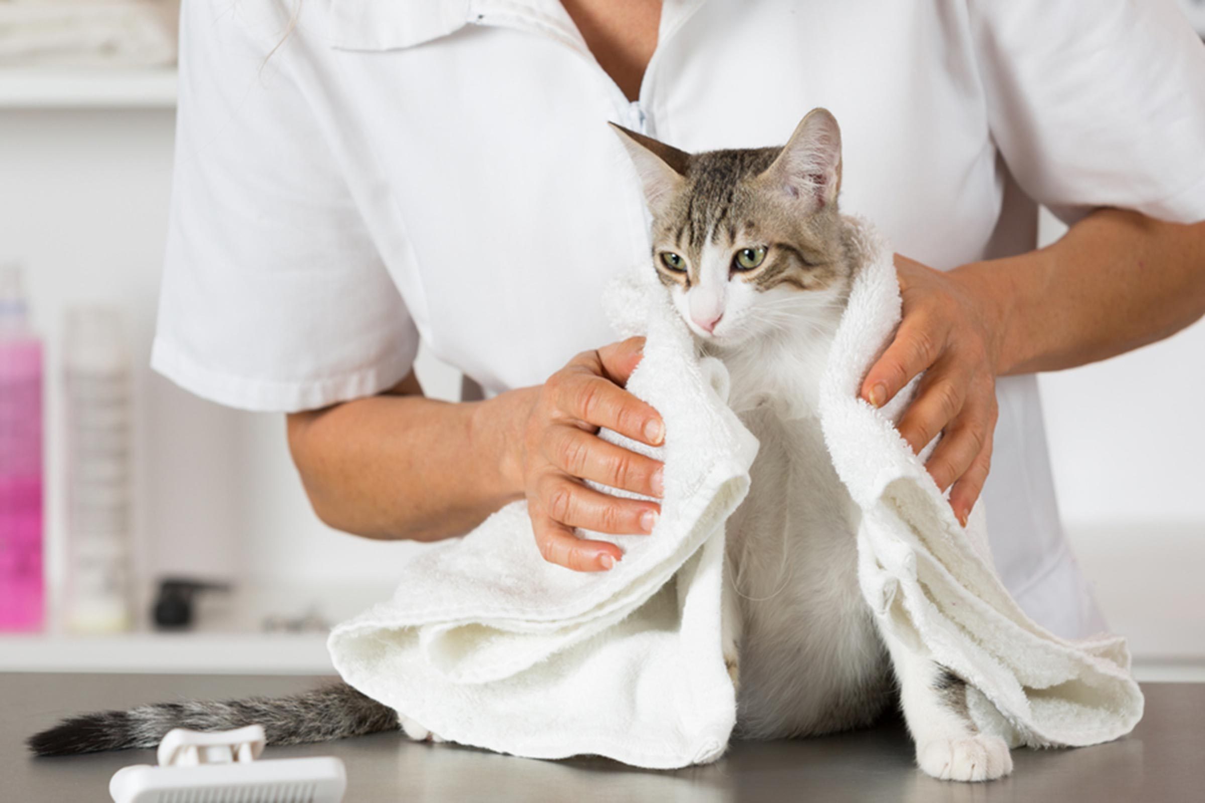 cat getting groomed