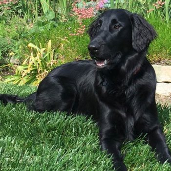 large dog sitting alert in the grass