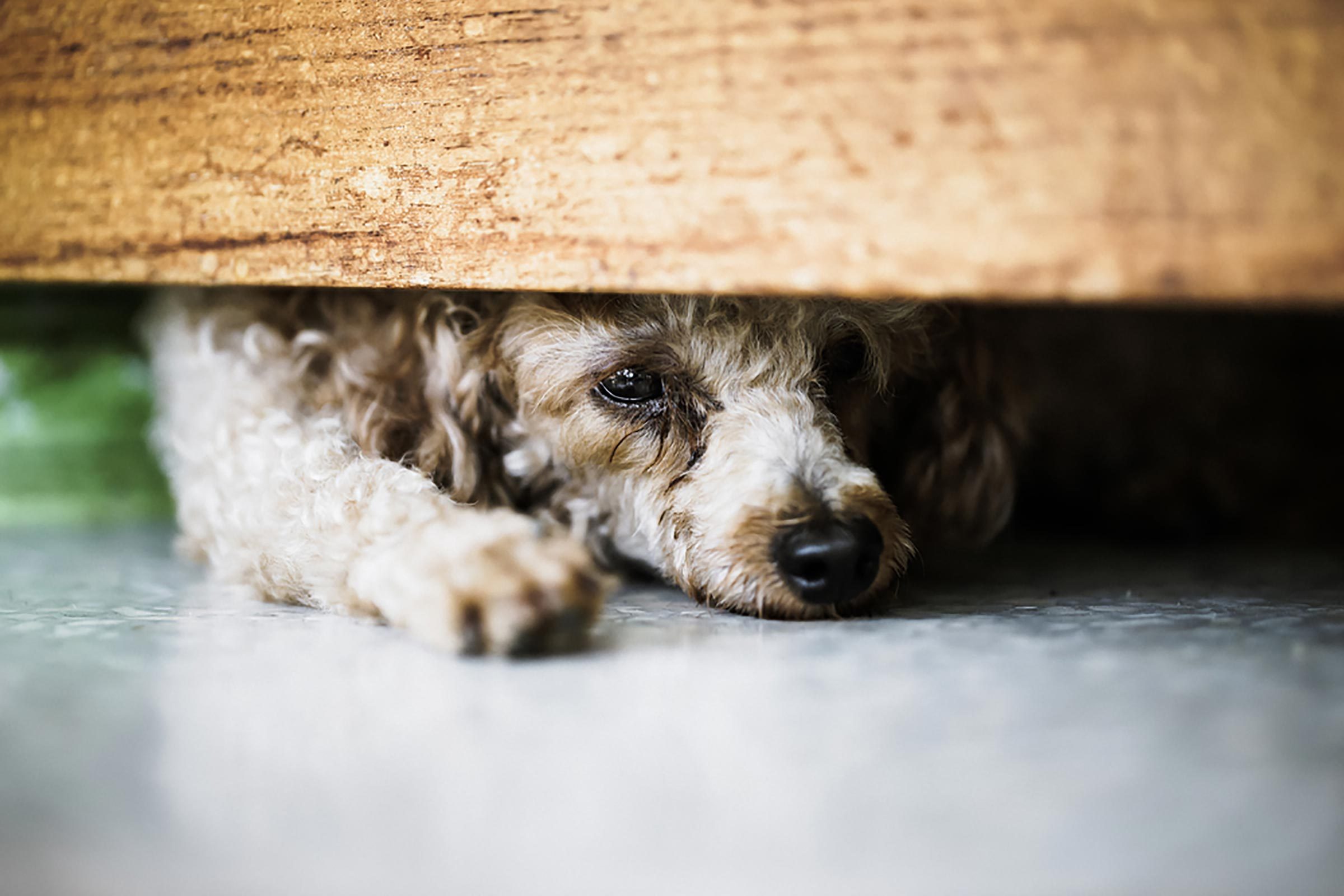 Why Do Dogs Freak Out During Thunderstorms?